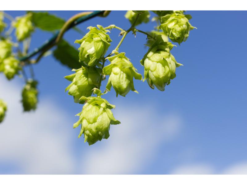 Are Hops Gluten Free? The Truth About Gluten and Beer